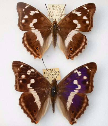 Apatura iris iole pair 08 [Internet image property of respective owner, non commercial use only]